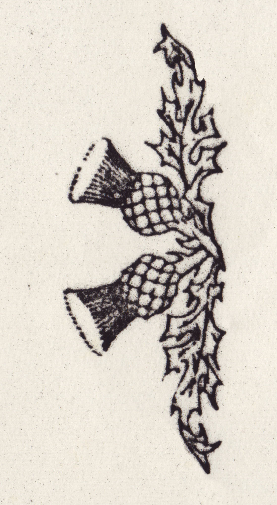 Thistle